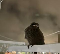 ��̂��q�l�̃T���l�C���摜