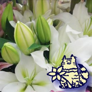 �y�ԁz�����̓V�[����I�΂Ȃ��I�̃T���l�C���摜