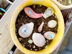 �V�g�ɗ��Ă��炤�ɂ͂̃T���l�C���摜