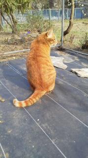 �u���O�������Ă��ėǂ�����(*'��')�̃T���l�C���摜