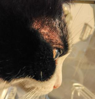 �V���Ƒz���̔g���̃T���l�C���摜