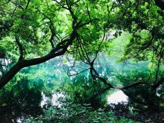 �X�s���`���A���ƃT�C�G���X�̃T���l�C���摜