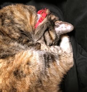 �~�J�ł��˂̃T���l�C���摜