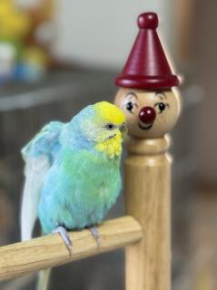 �����Ȗ��������Ă��ꂽ���Ƃ̃T���l�C���摜