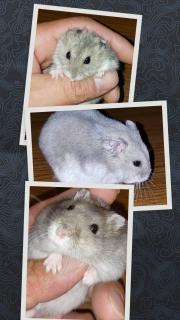 �P��31���@�^���̃T���l�C���摜