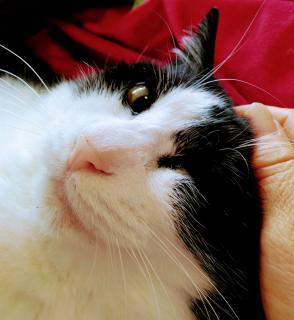 ���̎���͖�������̃T���l�C���摜