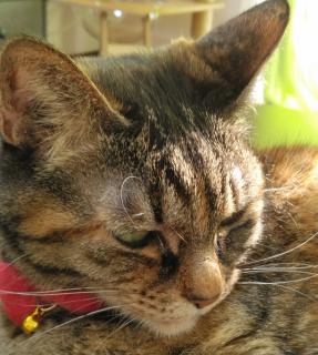 �c��3���̂��Ƃ̃T���l�C���摜