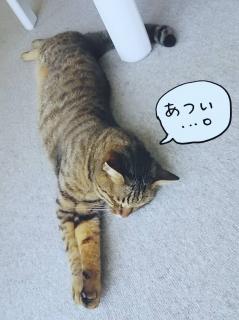 �c���������@�L�̂т�̃T���l�C���摜