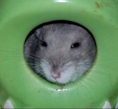 10��10���@�^���̃T���l�C���摜