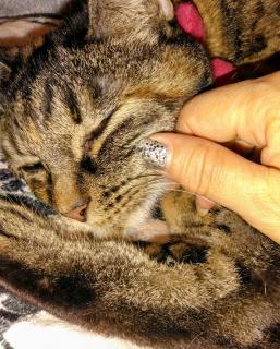 �N��z�����Ă��Ƃ́H�̃T���l�C���摜