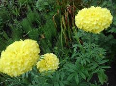 ���~�I�������B�̃T���l�C���摜