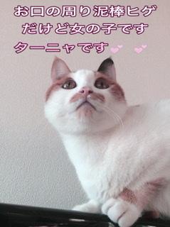 �閧�����ɁH�����̐肢R�S.�V.�U���̂̃T���l�C���摜