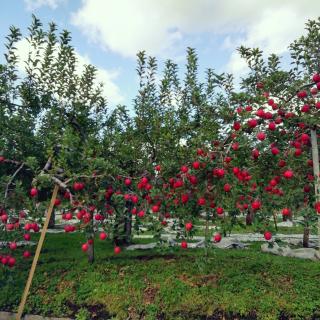 ��\�җF�l�̉ߋ��@�\�a�c��2020���̂Q�̃T���l�C���摜