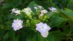 �R�[���|�^�[�W���̋G�߂̃T���l�C���摜