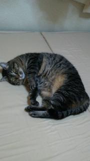 ���̓j�����R���~���̃T���l�C���摜