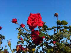 �Ȃ��Ɏ��͂����֌��������̂��̃T���l�C���摜