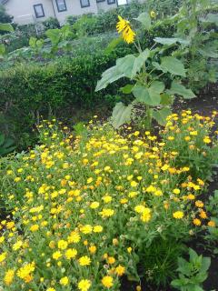 �˂����߂̃T���l�C���摜