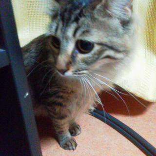 �������Ă܂��A���ꏗ���܁I�̃T���l�C���摜