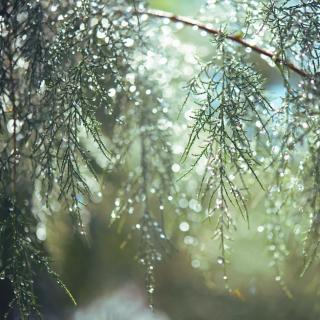 ���N�̏���䊎�i���[�܂�ځ[���[�j�̃T���l�C���摜