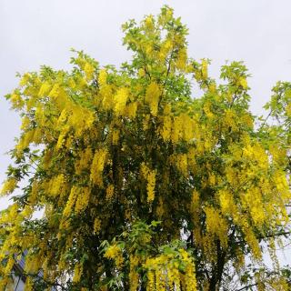 �����������ɂ���Ƃ������Ƃ̃T���l�C���摜