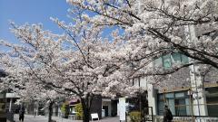 �T�N���T�N�̃T���l�C���摜