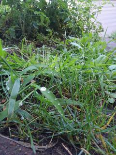 �ӊO�Ǝ����͂킩��Ȃ��̃T���l�C���摜