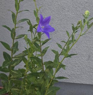 �V��17���@�^���̃T���l�C���摜