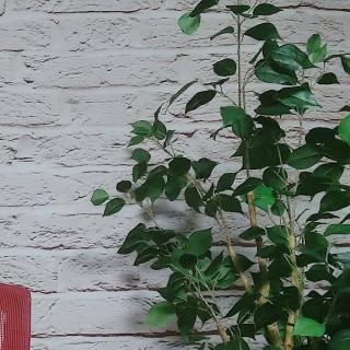 �t�F�C�N�O���[�����w���̃T���l�C���摜