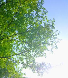 �����鎋����S�̂����݂̃T���l�C���摜