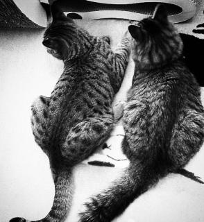 �t���C�h�`�L���̃T���l�C���摜