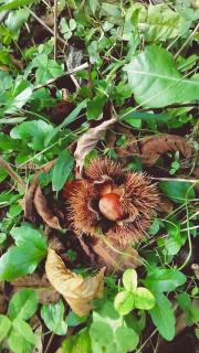 �����͏H���̓��A�ꗱ���{���A�V�����̃T���l�C���摜