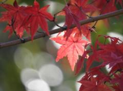 �Ȃɂ����Ђ������ɂ��ẴT���l�C���摜