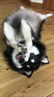 �L�[�|�C���g�͂��ꂩ��̎��Ԃ̃T���l�C���摜