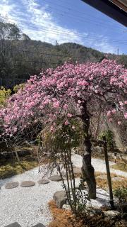 ��ɍ炢���}����~�̃T���l�C���摜