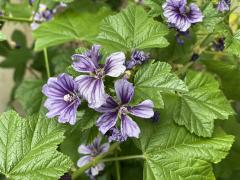 ���@�̃n�[�u�e�B�[�̉Ԃ̃T���l�C���摜