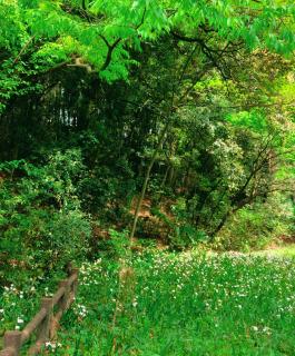 �����ȐX�̕s�v�c�Ȃ��b���̃T���l�C���摜