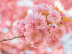 �ǂ�����낵�����肢�v���܂��B�̃T���l�C���摜