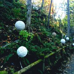 �\�a�c�Γ~����̏����@202011����3�̃T���l�C���摜