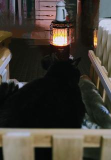 ��̓��̃T���l�C���摜