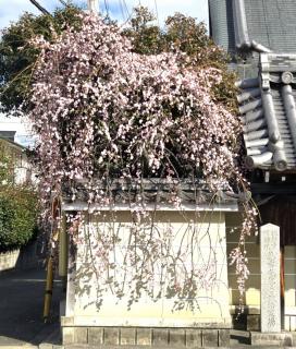 3��21���A22���̉^���̃T���l�C���摜