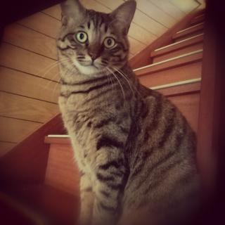 �y�b�g�ی����l����(-_-;)�̃T���l�C���摜