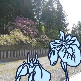 �Ҋ��̐ߋ�ɂ��Ȃ�ł̃T���l�C���摜