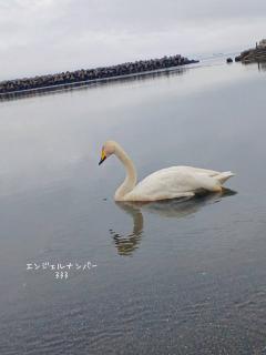 �G���W�F���i���o�[�u333�v�I�̃T���l�C���摜