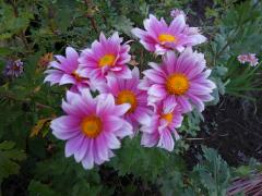 �z���������Ȃ��B�̃T���l�C���摜