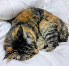 �u���[���[�����̃T���l�C���摜