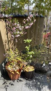 ���Ɏ������ԃn�i�J�C�h�E�̃T���l�C���摜