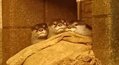 �T���̉^���̃T���l�C���摜