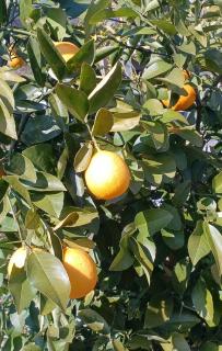 �T���̗����^�̃T���l�C���摜