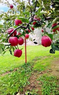 �ό������S���ɍs���܂����B�̃T���l�C���摜