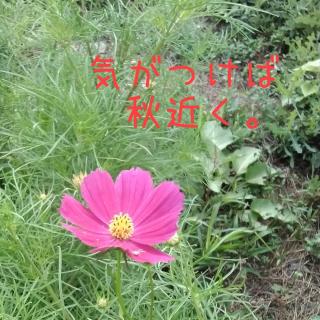 �R�X���X���犴����H��(�L�E�ցE�M)�̃T���l�C���摜